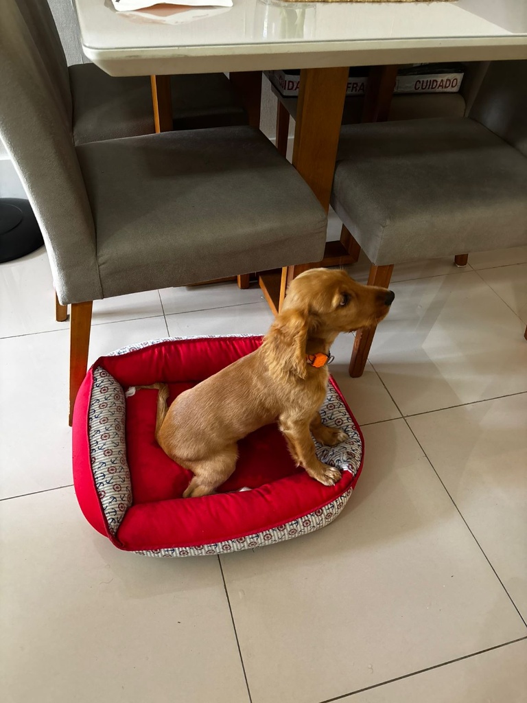 Cão prestando atenção